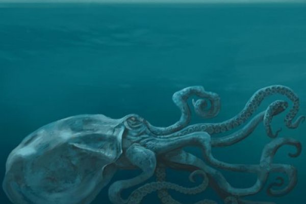 Kraken platform